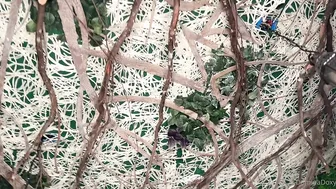 Mayseeds Threesome Sex w Domina Doxy Porn Video Leaked