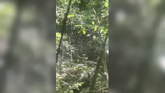 Angela White Onlyfans Boob Tease Risky Jungle Vlog Video Leaked