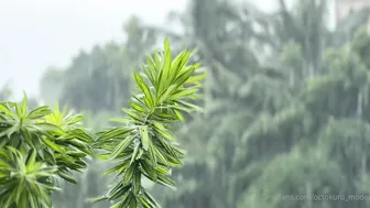 Octokuro Sensual RAINFOREST FUCK in BIKINI Video Leaked